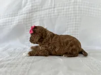 Ruby, a female Cavapoo for sale in Elkton, KY – Photo 2 of 2