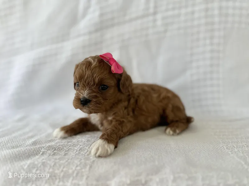 Ruby – Cavapoo puppy for sale in Elkton, KY