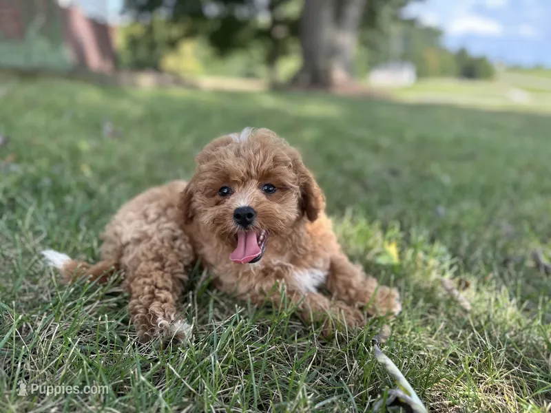 Samuel – Shih Tzu, Poodle - Toy  puppy for sale in Elkton, KY