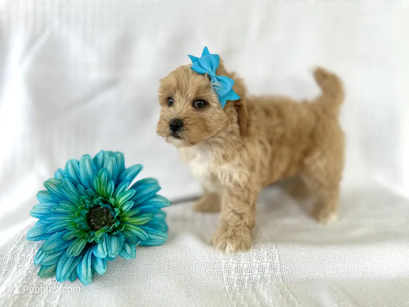 Sammy – Shihpoo puppy for sale in Elkton, KY