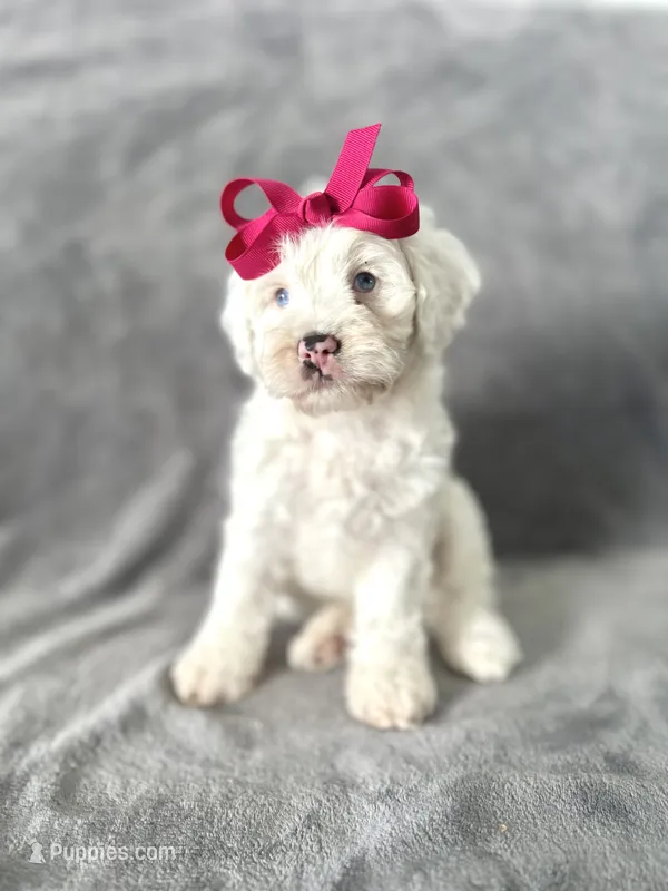 Marshmallow – Cockapoo puppy for sale in Elkton, KY