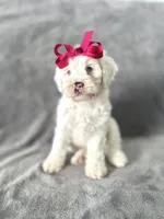 Marshmallow, a female Cockapoo for sale in Elkton, KY – 1 of 1