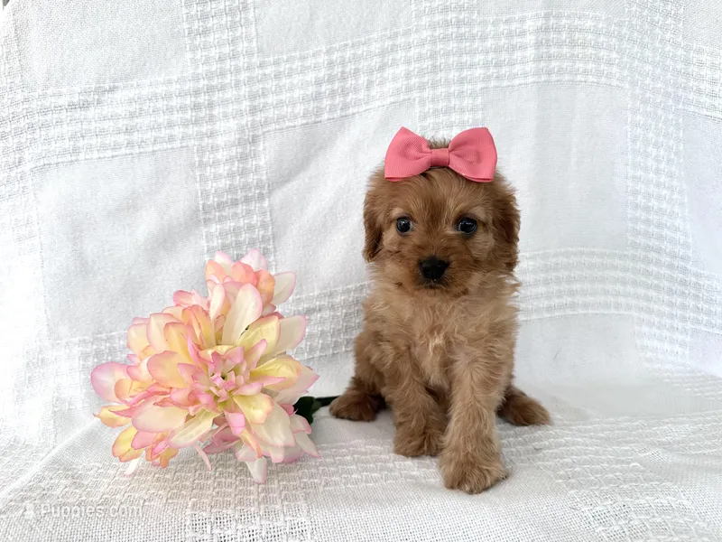 Daisy – Cavapoo puppy for sale in Elkton, KY