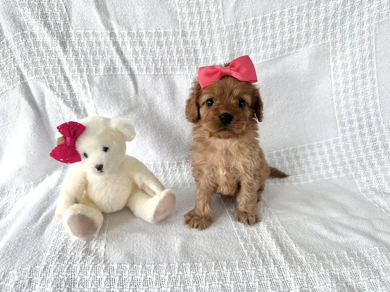 Daisy – Cavapoo puppy for sale in Elkton, KY