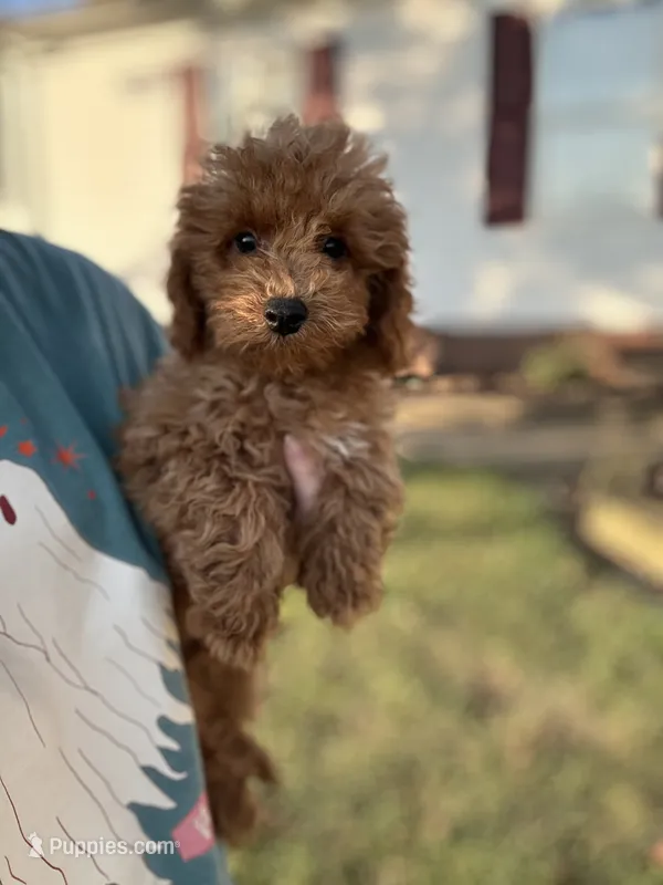 Tucker – Poodle - Toy  puppy for sale in Elkton, KY