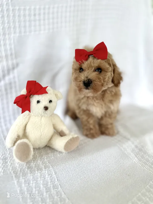 Buttercup – Bichpoo puppy for sale in Elkton, KY