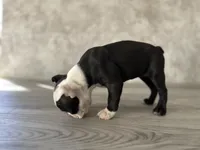 Rosie, a female Boston Terrier for sale in Elkton, KY – 4 of 7