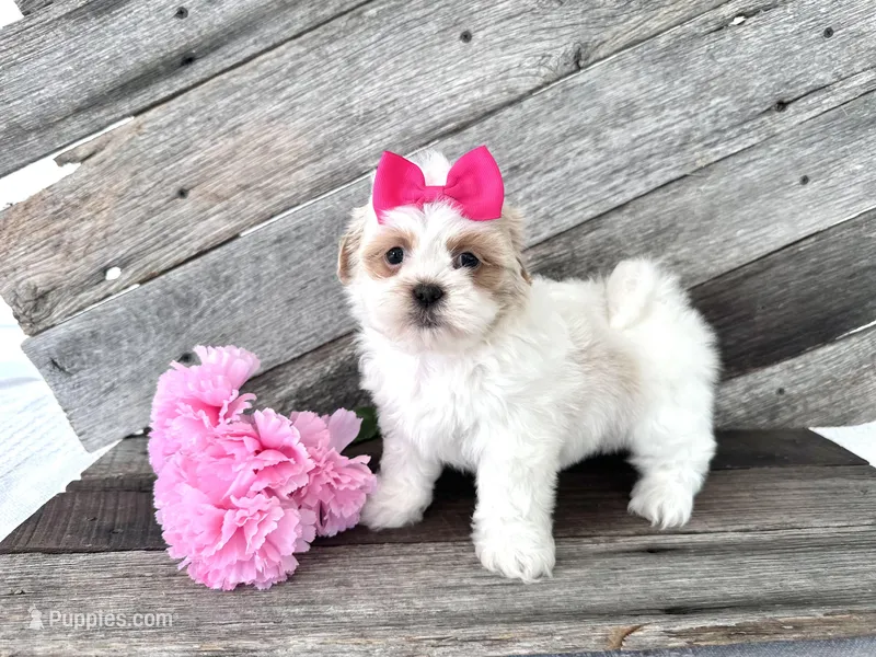 Butter – Shih Tzu puppy for sale in Elkton, KY