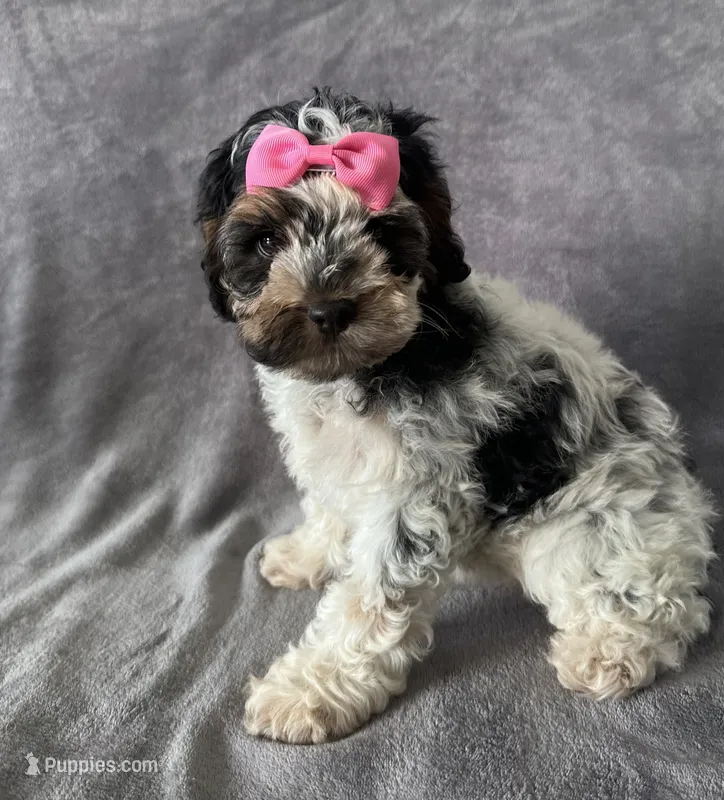 Cookie Dough – Cockapoo puppy for sale in Elkton, KY