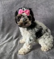 Cookie Dough, a female Cockapoo for sale in Elkton, KY – 1 of 1