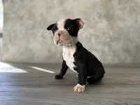 Rosie, a female Boston Terrier for sale in Elkton, KY – 2 of 7