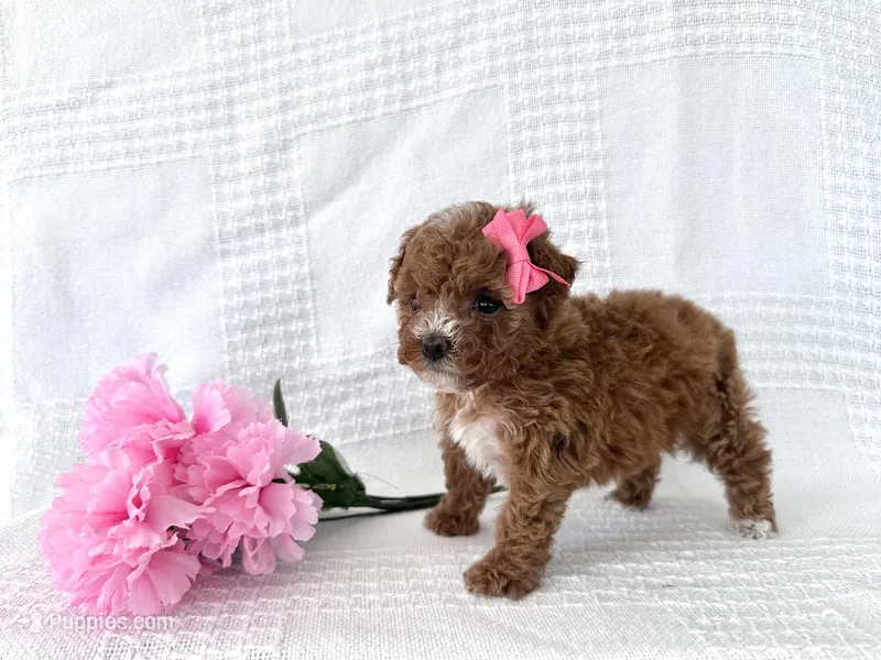 Sophie – Poodle - Toy  puppy for sale in Elkton, KY