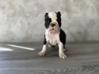 Riley, a female Boston Terrier for sale in Elkton, KY – 3 of 5