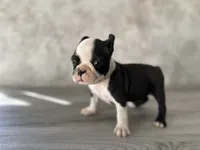 Riley, a female Boston Terrier for sale in Elkton, KY – 4 of 5