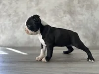 Roxy, a female Boston Terrier for sale in Elkton, KY – 3 of 5