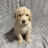 Winston, a male Goldendoodle for sale in Rowlett, TX – Photo 3 of 5