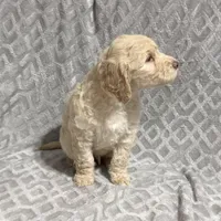 Winston, a male Goldendoodle for sale in Rowlett, TX – Photo 2 of 5