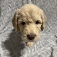 Winston, a male Goldendoodle for sale in Rowlett, TX – Photo 5 of 5