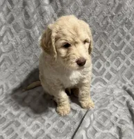 Winston, a male Goldendoodle for sale in Rowlett, TX – Photo 1 of 5