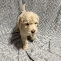 Winston, a male Goldendoodle for sale in Rowlett, TX – Photo 4 of 5