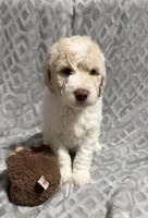 Benji, a male Goldendoodle for sale in Rowlett, TX – Photo 3 of 5