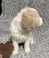 Benji, a male Goldendoodle for sale in Rowlett, TX – Photo 5 of 5