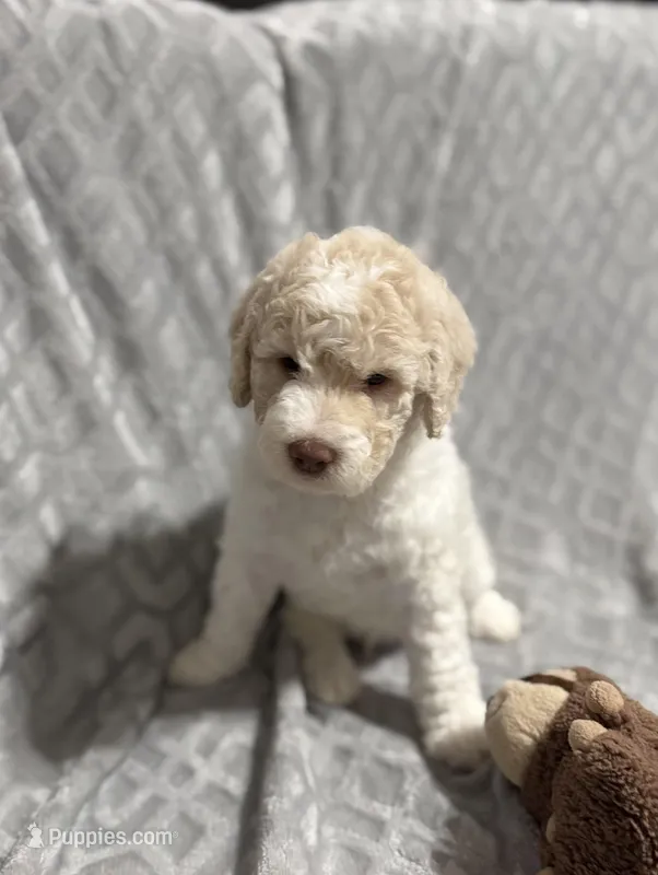 Benji – Goldendoodle puppy for sale in Rowlett, TX