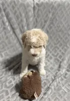 Benji, a male Goldendoodle for sale in Rowlett, TX – Photo 2 of 5