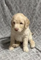 Biscuit, a male Goldendoodle for sale in Rowlett, TX – Photo 1 of 5