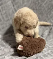 Biscuit, a male Goldendoodle for sale in Rowlett, TX – Photo 2 of 5