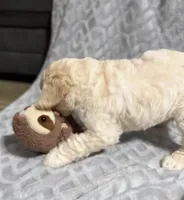 Biscuit, a male Goldendoodle for sale in Rowlett, TX – Photo 4 of 5