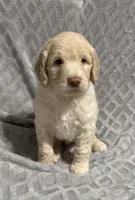 Biscuit, a male Goldendoodle for sale in Rowlett, TX – Photo 3 of 5