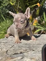 Bambi, a female French Bulldog for sale in Canoga Park, CA – Photo 2 of 3
