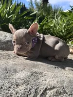 Bambi, a female French Bulldog for sale in Canoga Park, CA – Photo 3 of 3