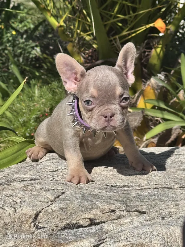 Bambi, a female French Bulldog for sale in Canoga Park, CA – Photo 1 of 3