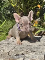 Bambi, a female French Bulldog for sale in Canoga Park, CA – Photo 1 of 3