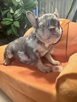 Princess , a female French Bulldog for sale in Winnetka, CA – 2 of 3
