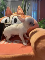 Hercules, a male Chihuahua for sale in Winnetka, CA – 2 of 2