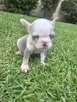 Oreo, a female French Bulldog for sale in Winnetka, CA – 2 of 2