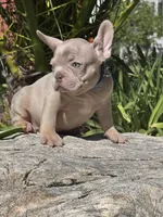 Rambo, a male French Bulldog for sale in Canoga Park, CA – Photo 1 of 3