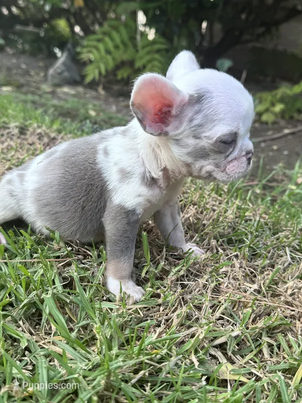 Oreo – French Bulldog puppy for sale in Winnetka, CA
