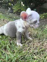 Oreo, a female French Bulldog for sale in Winnetka, CA – 1 of 2