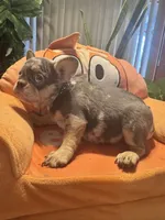 Princess , a female French Bulldog for sale in Winnetka, CA – 3 of 3