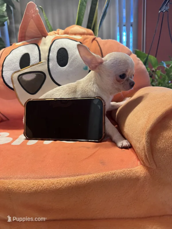 Hercules – Chihuahua puppy for sale in Winnetka, CA