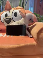 Hercules, a male Chihuahua for sale in Winnetka, CA – 1 of 2