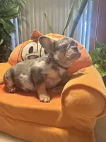 Princess , a female French Bulldog for sale in Winnetka, CA – 1 of 3