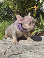 Princess , a female French Bulldog for sale in Canoga Park, CA – Photo 3 of 3