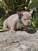Golden boy, a male French Bulldog for sale in Canoga Park, CA – Photo 2 of 3