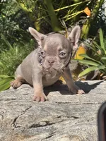 Princess , a female French Bulldog for sale in Canoga Park, CA – Photo 1 of 3