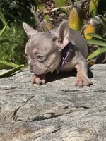 Princess , a female French Bulldog for sale in Canoga Park, CA – Photo 2 of 3